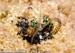 Bobtail Squid (Euprymna berryi) burying itself in the sand. by Tristan Stafford 